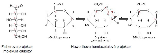 Fisherova projekce molekula glukózy